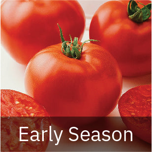 Early Season Tomato Seeds