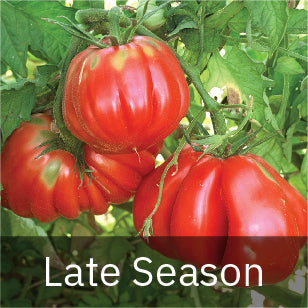 Tomatoes - Late Season