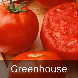 Tomatoes - Greenhouse