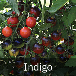 Tomatoes - Indigo