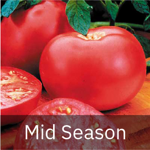 Mid-season Tomato Seeds