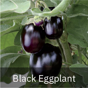 Eggplant - Black