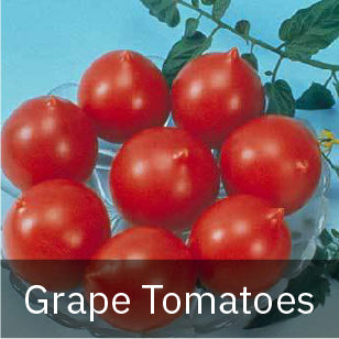 Grape Tomato Seeds