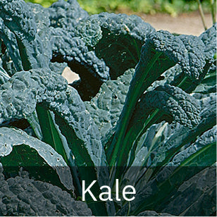 Kale: Blue Curled Scotch – Vintage Seed Co.