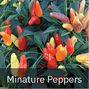 Peppers - Sweet Peppers - Miniature Peppers