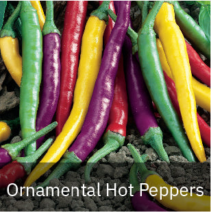 Peppers - Hot Peppers - Ornamental
