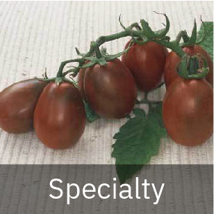 Tomatoes - Small-Fruited - Specialty