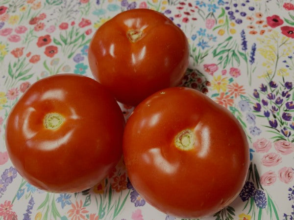 Destiny Hybrid Tomato