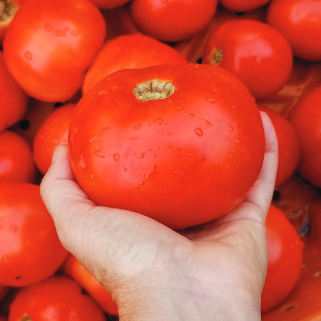 Galahad Hybrid Tomato Tomato Growers Supply Company