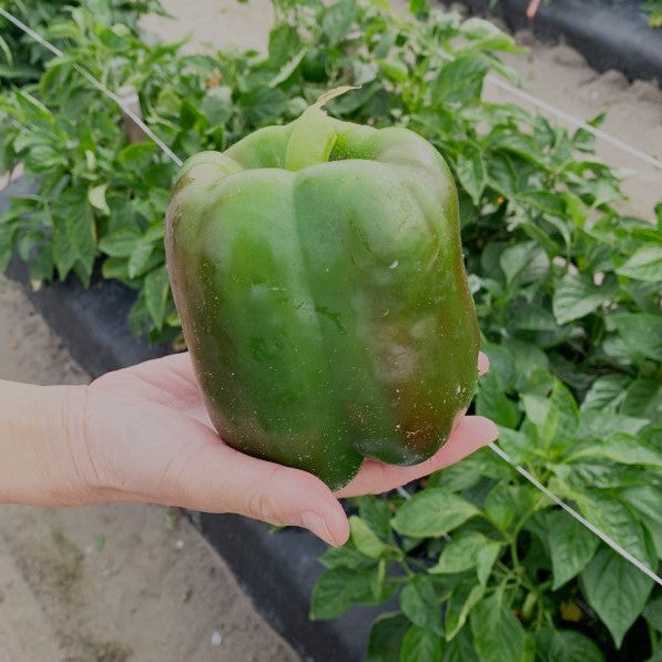 King Hybrid Pepper Tomato Growers Supply Co. Tomato Growers