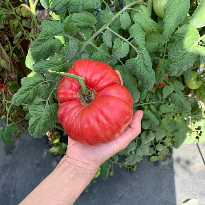 Lady Sophia Tomato Tomato Growers Supply Co. Tomato Growers Supply