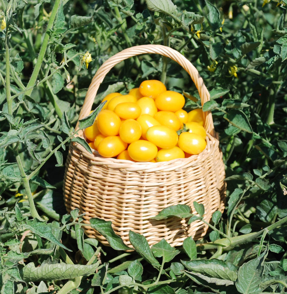 Yellow Jelly Bean Hybrid Tomato Seeds Tomato Growers Tomato Growers
