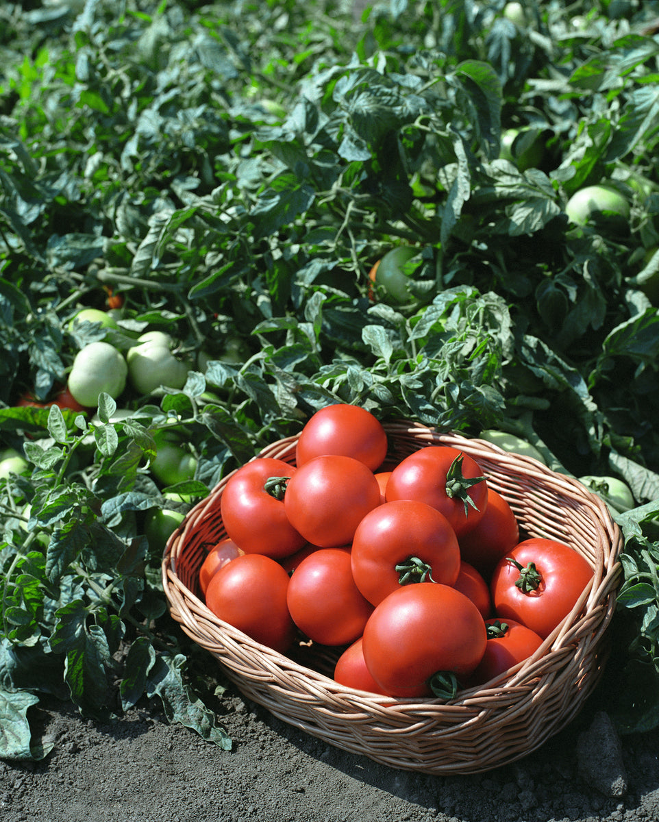 Polebig Hybrid Tomato Seeds Tomato Growers Tomato Growers Supply