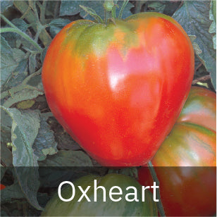 Oxheart Tomato Seeds