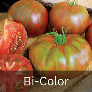 Bi-color Tomato Seeds
