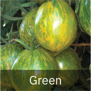 Green Tomato Seeds