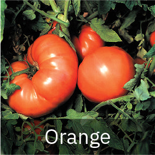 Orange Tomato Seeds