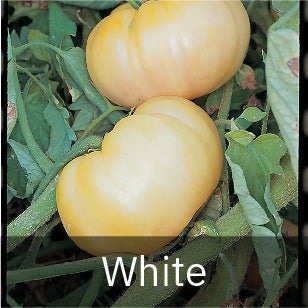 White Tomato Seeds
