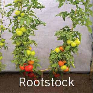 Tomatoes - Rootstock