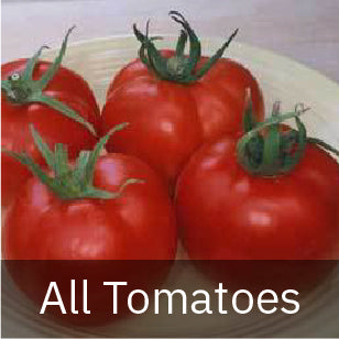 Tomato Seeds | Tomato Growers Supply Company