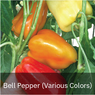 Bell Pepper Seeds (Various Colors)
