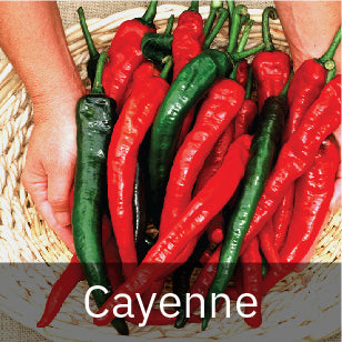 Peppers - Hot Peppers - Cayenne