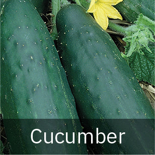 Florida 91 F1 PL Tomato Seeds – Pase Seeds – Easy Grow, Summer Crop, USA