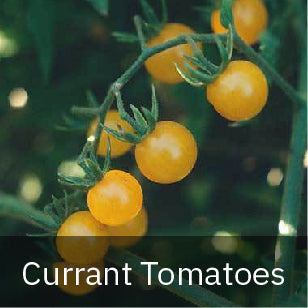 Tomatoes - Small-Fruited - Currant