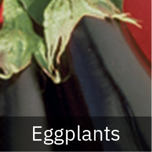 All Eggplant Seeds