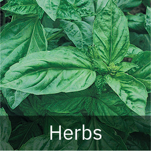 Herb Seeds