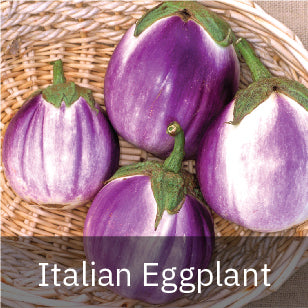 Eggplant - Italian