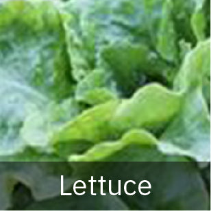 Lettuce Seeds