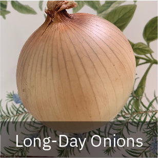 Onions - Long Day