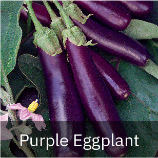 Eggplant - Purple