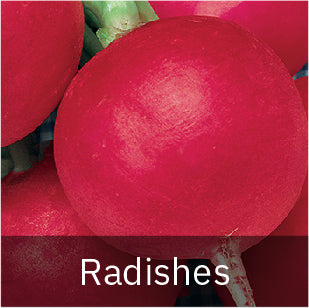 Radishes