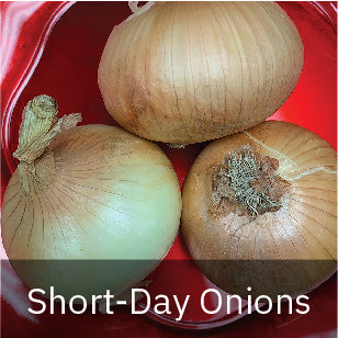 Onions - Short Day