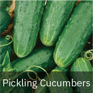 Cucumbers - Pickling