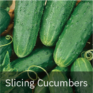 Slicing Cucumber Seeds