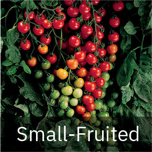 Small-Fruited