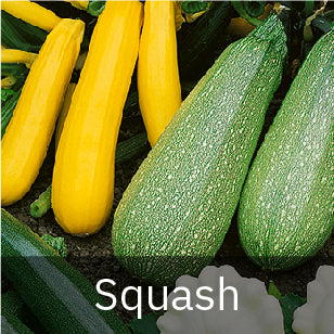 All Squash Seeds