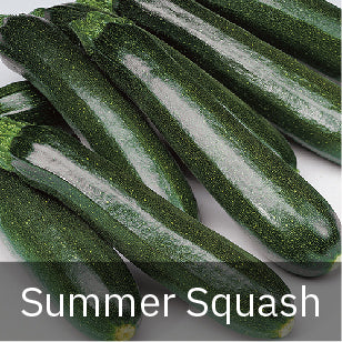 Summer Squash Seeds