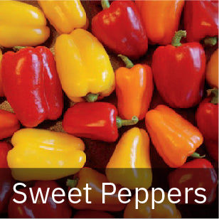 All Sweet Pepper Seeds
