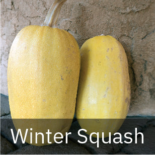Squash - Winter Squash