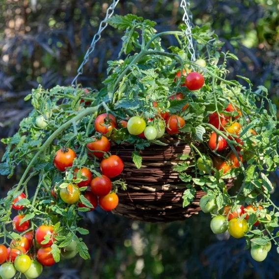 where to buy hanging cherry tomato plants Cherry Blast Hybrid Tomato