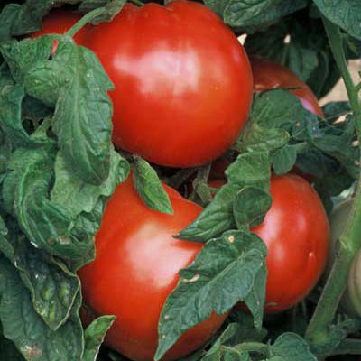 Red tomatoes growing on a plant with green leaves