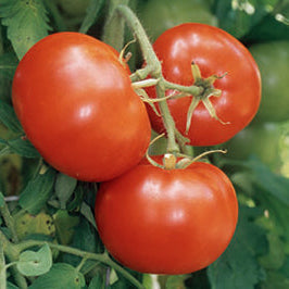 Three red tomatoes on a vine with green leaves in the background