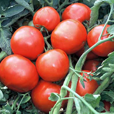 Red tomatoes on a vine with green leaves