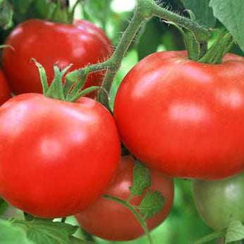 Three red tomatoes on a vine