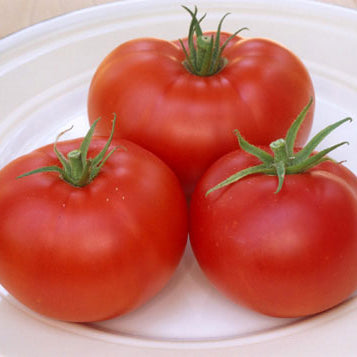 Three red tomatoes on a white plate