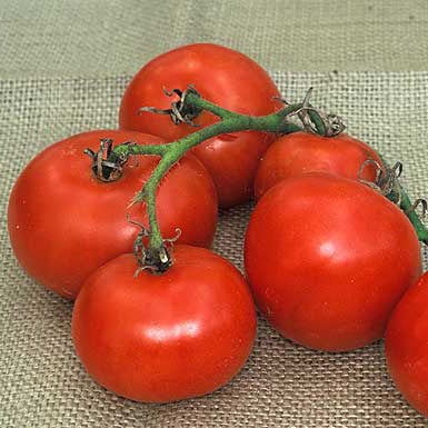 Red tomatoes on a burlap background